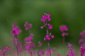 wild flowers
