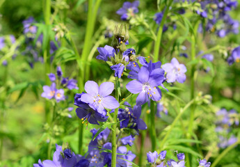 A close-up on Polemonium caeruleum, Jacob's-ladder, Greek valerian lavender-blue, purple flowers...