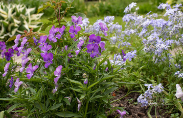 Fototapeta premium spring wildflowers in the garden