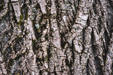 Closeup of tree bark 