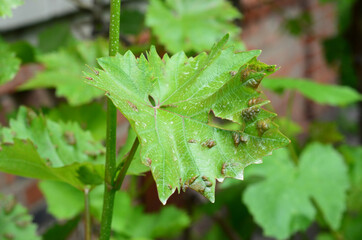Anthracnose (Elsinoe ampelina) a fungal  grapevine disease with reddish colored, brown spots on the grapevine leaves. A close-up on grapevine leaves infected with anthracnose.