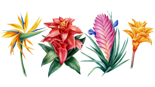 32 450 BEST Hawaiian Flowers Drawing IMAGES STOCK PHOTOS VECTORS 