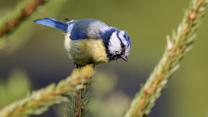 Fototapeta premium Portrait of eurasian blue tit caeruleus cyanistes perched on green spruce tree branch