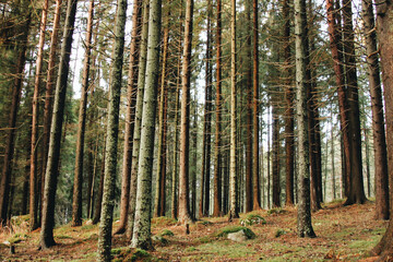 forest in autumn