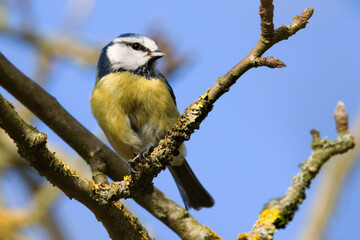 Portrait of eurasian blue tit caeruleus cyanistes perched on branch and blue sky background