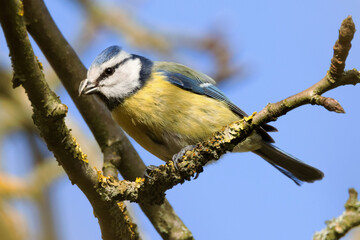 Portrait of eurasian blue tit caeruleus cyanistes perched on branch and blue sky background