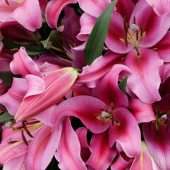 Full frame image of deep pink lilies showing stamen detail