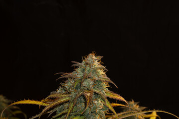 Main flower head of medical marijuana flower bathed in shiny resin and almost ready to be harvested. Cannabis theme. THC CBD.
Black background and closed plane.