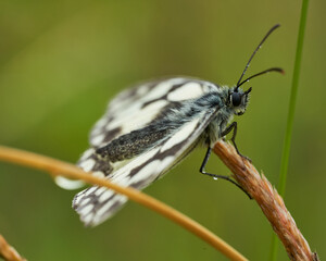 Papillon
