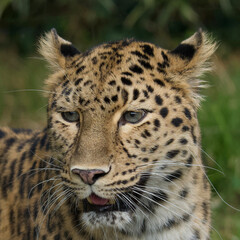 Portrait of the very rare Amur Leopard of the Lyon zoo in France. There are only around 20 specimens in freedom.