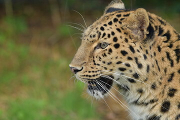 Fototapeta na wymiar Portrait of the very rare Amur Leopard of the Lyon zoo in France. There are only around 20 specimens in freedom.