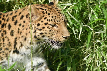 Portrait of the very rare Amur Leopard of the Lyon zoo in France. There are only around 20 specimens in freedom.