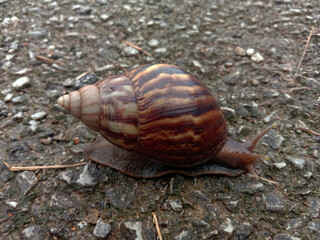 snail on a stone