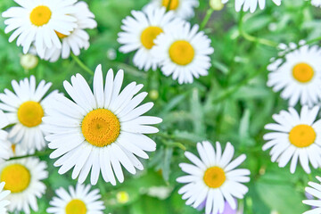 Fototapeta premium Beautiful buds of Argyranthemum frutescens flowers as summer background. Marguerite daisy