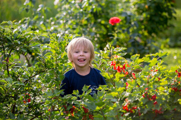 Child, gathering red currant from a bush in summer, concept of health organic food