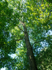 Tall tree with green foliage seen from below