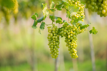 Green grapes on the vine in the vineyard. Vine and bunch of white grapes in garden the vineyard....