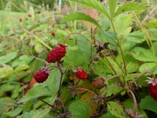 Fraises des bois