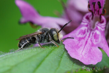Closeup of a male of the alfalfa leafcutting bee, Mehachile rotundata oin front of a purple flower of woundwort, Stachys.