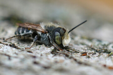 Closeup of a male of the alfalfa leafcutting bee, Mehachile rotundata