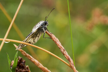 Papillon