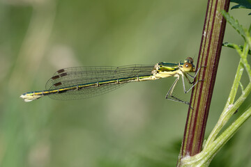 Dragonfly hold on dry branches and copy space .Dragonfly in the nature. Dragonfly in the nature habitat. Beautiful nature scene with dragonfly outdoor.a background wallpaper.