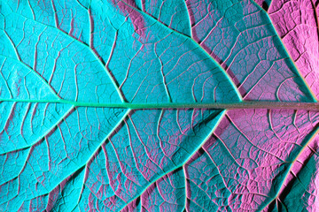 Fototapeta premium green leaf texture. Macro photo, use as background or texture