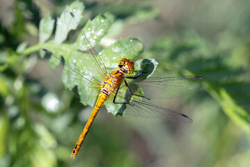 Dragonfly hold on dry branches and copy space .Dragonfly in the nature. Dragonfly in the nature habitat. Beautiful nature scene with dragonfly outdoor.a background wallpaper.