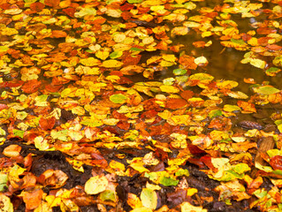 Herbstlaub