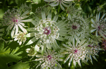 Astrantia pink and white flowers close up
