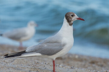 Fototapeta premium Portrait of a white gull walking along the seashore. Wild seagull with natural sea background.