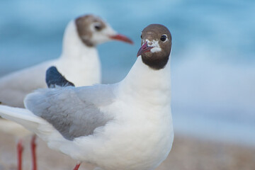 Seagulls on seashore. Beautiful Mediterranean Gull Ichthyaetus Melanocephalus.