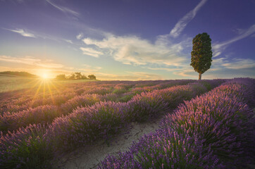 Lavender fields and cypress tree at sunset. Orciano, Tuscany, Pisa, Italy