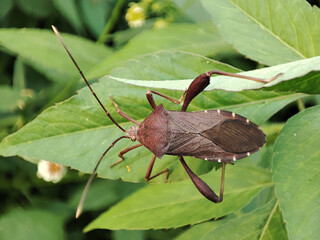 brown beetle on a leaf stock image