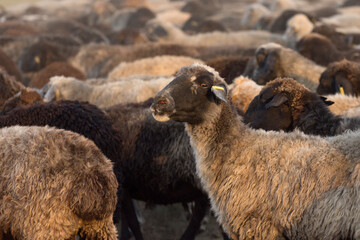 The herd of astrakhan sheep grazing in the steppe.