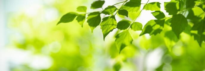 Closeup of beautiful nature view green leaf on blurred greenery background in garden with copy...