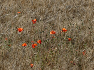 Soir d'&eacute;t&eacute;