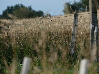 Pie-gri&egrave;che &eacute;corcheur &agrave; l'aff&ucirc;t