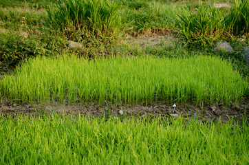 closeup the green ripe paddy plant soil heap in the farm over out of focus green brown background.