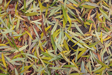 Fallen willow leaves lie on the ground. The texture of autumn leaves.