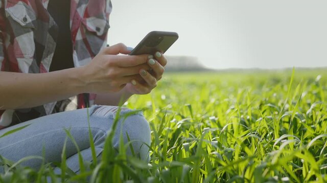 Female farmer checks and explores a young green plants of wheat, agronomist photographs leaves on mobile phone and make notes 