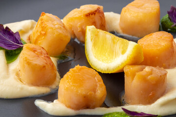 Scallops in creamy sauce on black plate