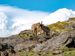 Male ibex (Capra pyrenaica) in the high mountains. Hunting.