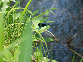 Blue dragonfly perched in green grasses by a river