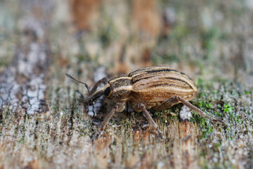Closeup of a clorful striped weevil species , Hypera arator