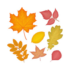 A bright autumn set with the image of various red and orange leaves such as oak,maple, birch, poplar, rowan, alder,liquidambara leaves. Autumn leaves vector illustration isolated on white background.
