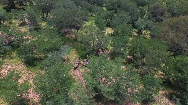 Aerial big zebra family running and fighting across african savannah field. Large herd of zebras in Zimbabwe.