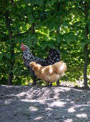 Hühner Freunde in Natur Zwerghuhn