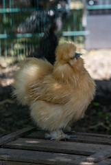 Zwerghuhn