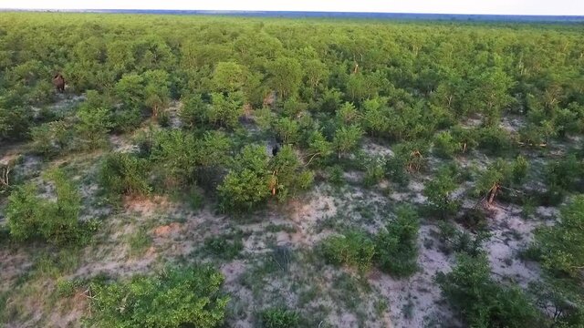 Aerial view of a wild male Elephant running in the hot African afternoon sun. Angry male elephant